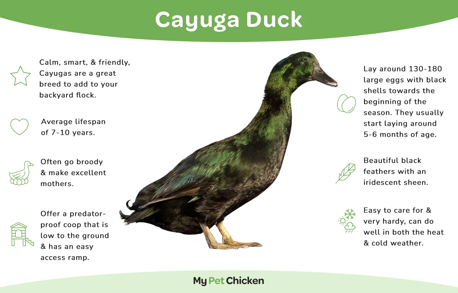 Hatching Eggs: Cayuga Duck - Buy Pet Shop