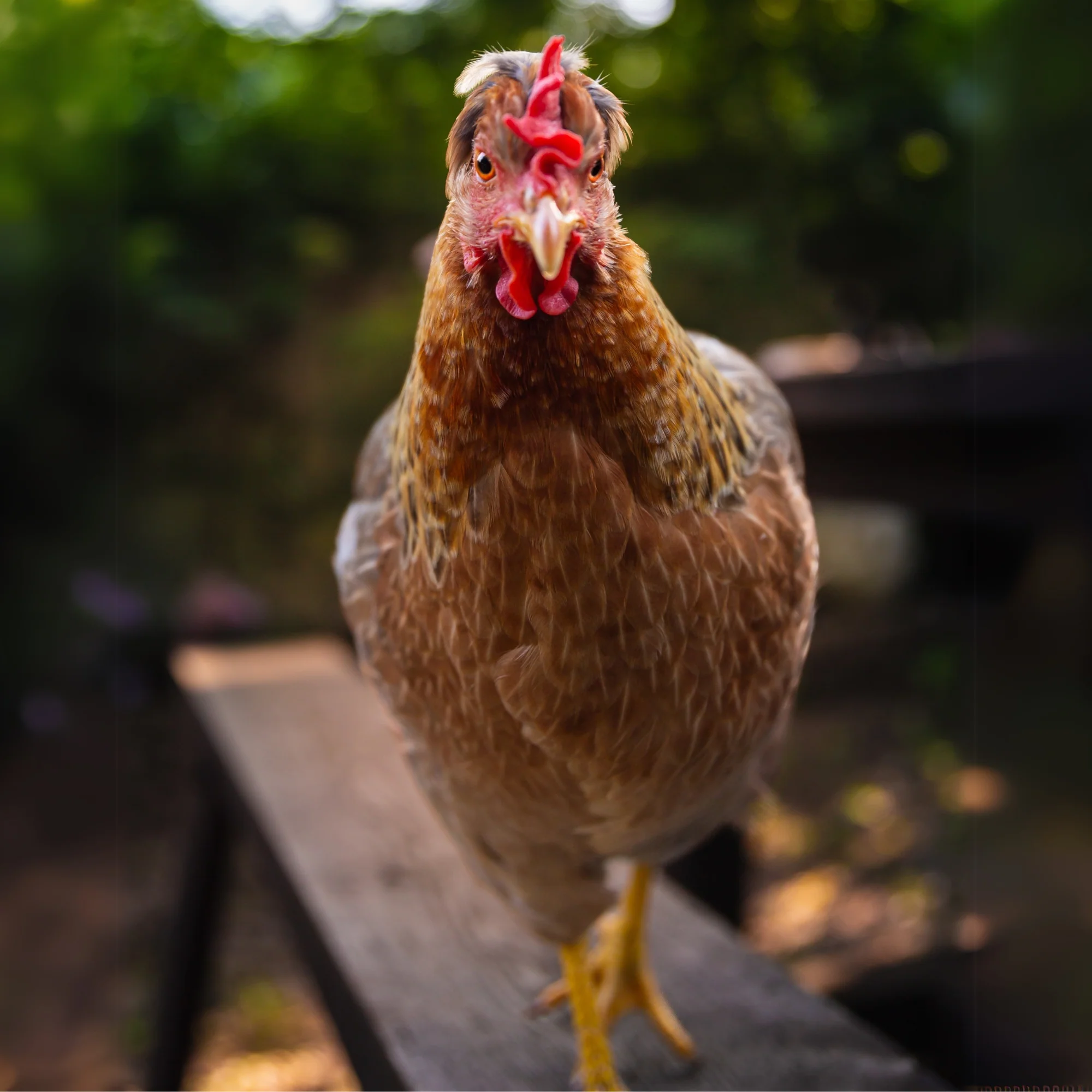 Baby Chicks: Cream Legbar - Buy Pet Shop