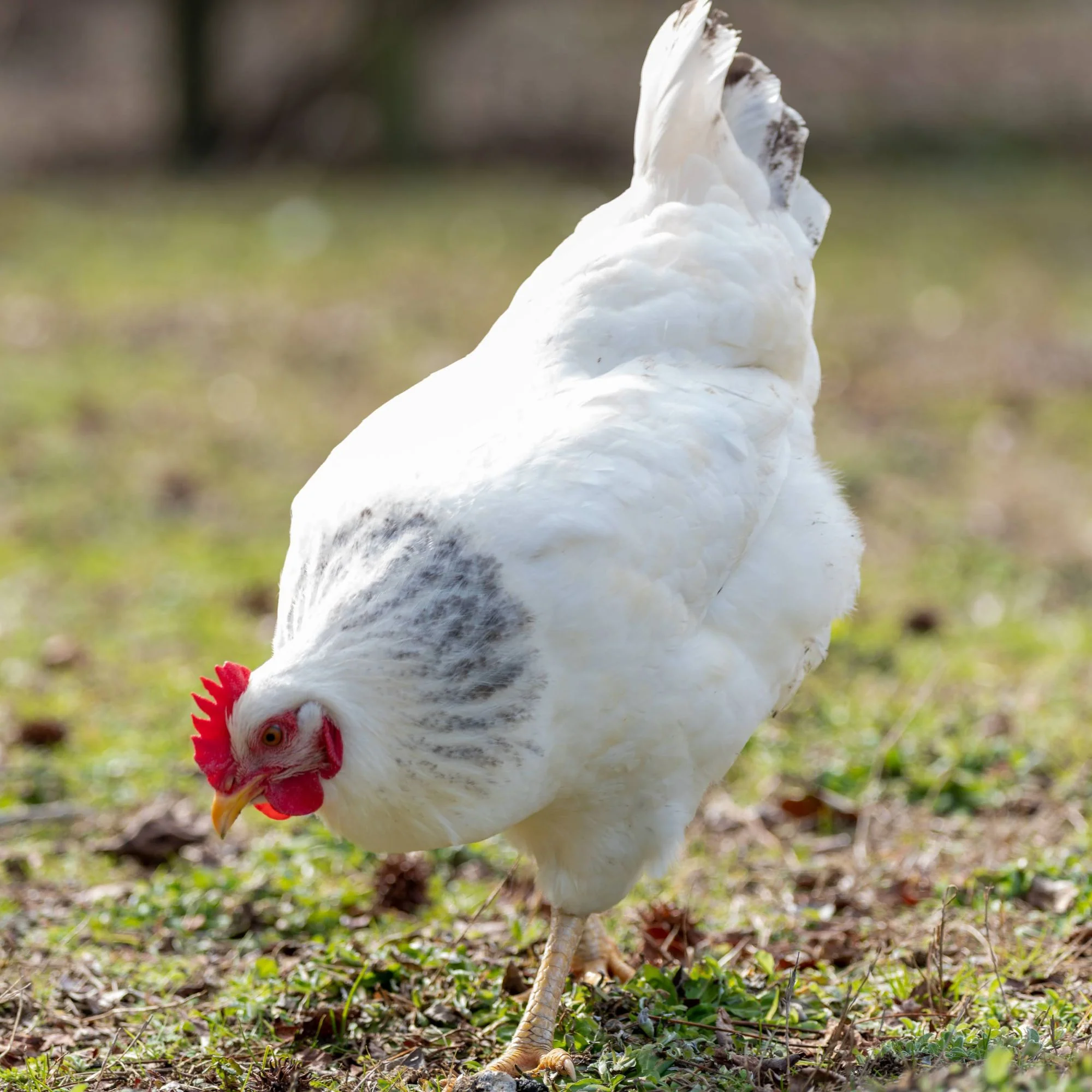 Pullet: Delaware, Shipping Week of - Buy Pet Shop