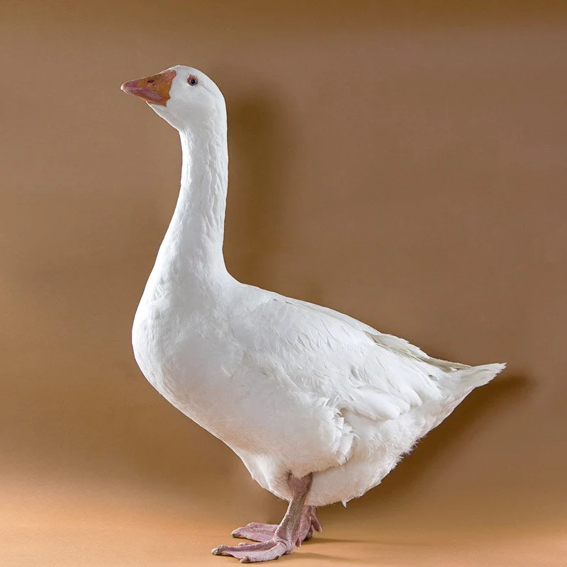 Goslings: Embden - Buy Pet Shop