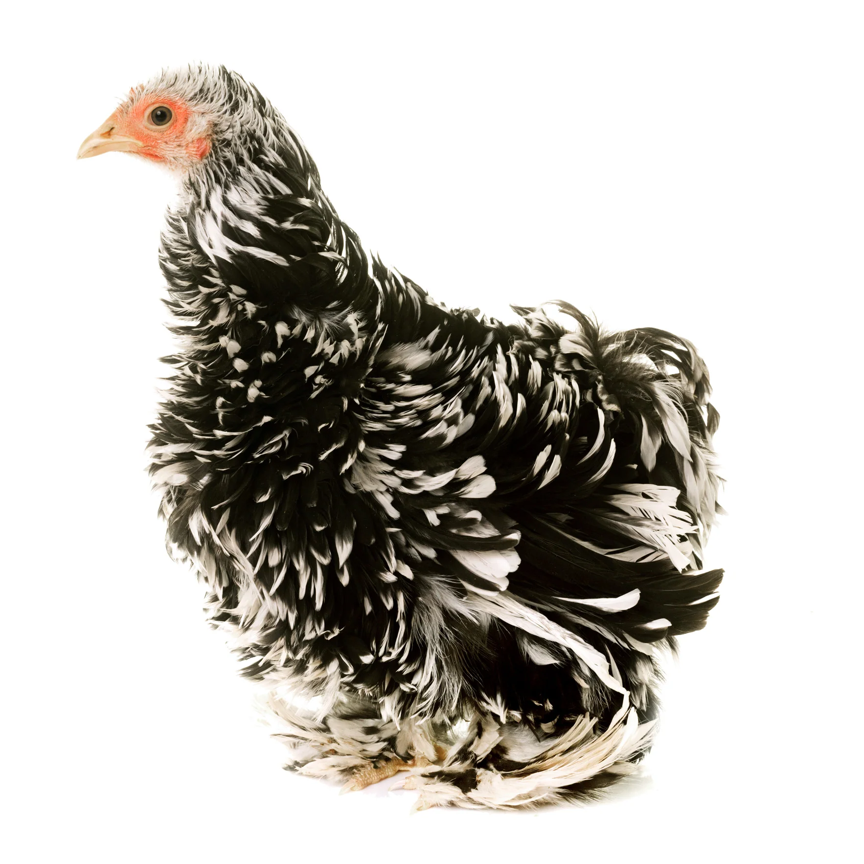 Baby Chicks: Mottled Frizzle Cochin Bantam - Buy Pet Shop