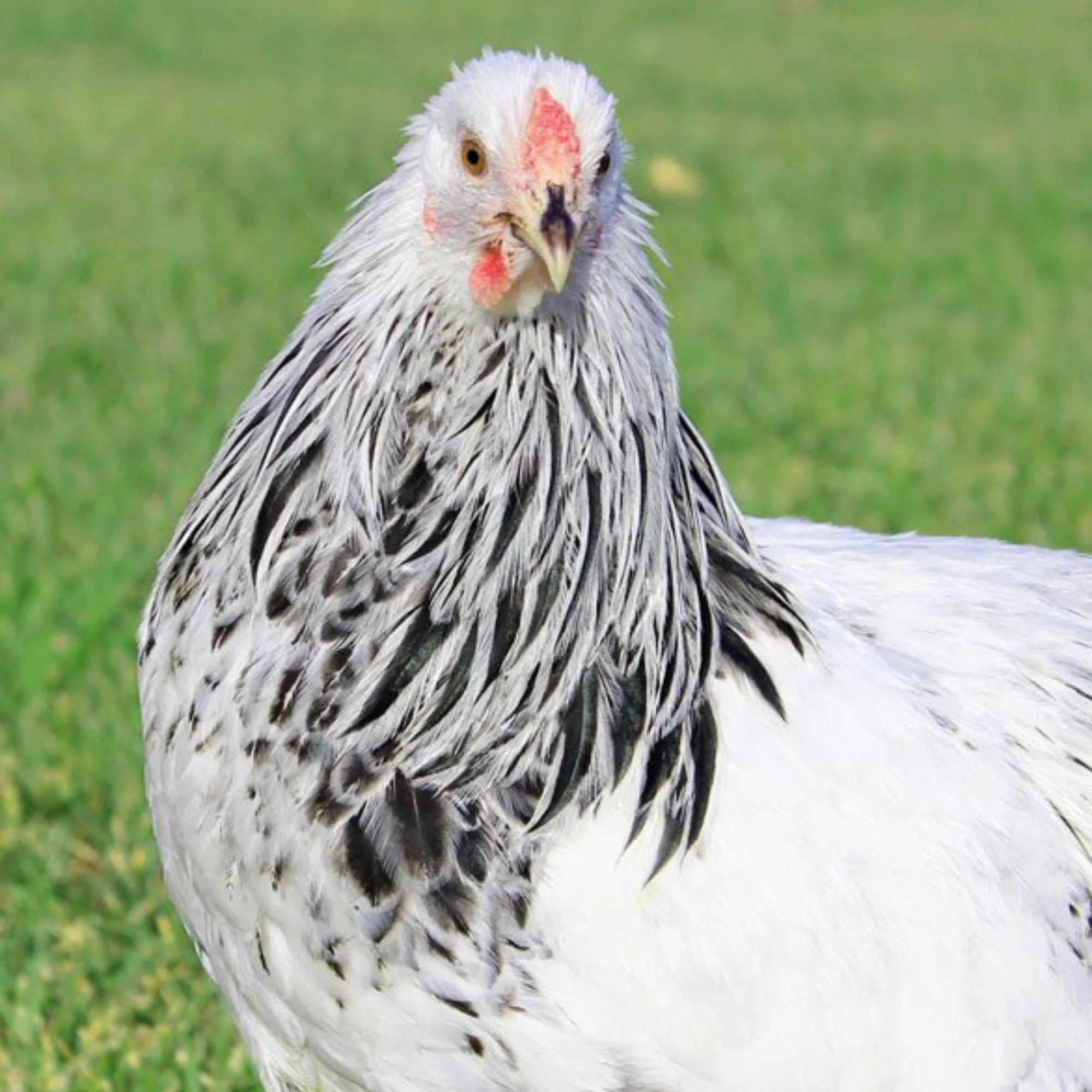 Baby Chicks: Columbian Wyandotte - Buy Pet Shop