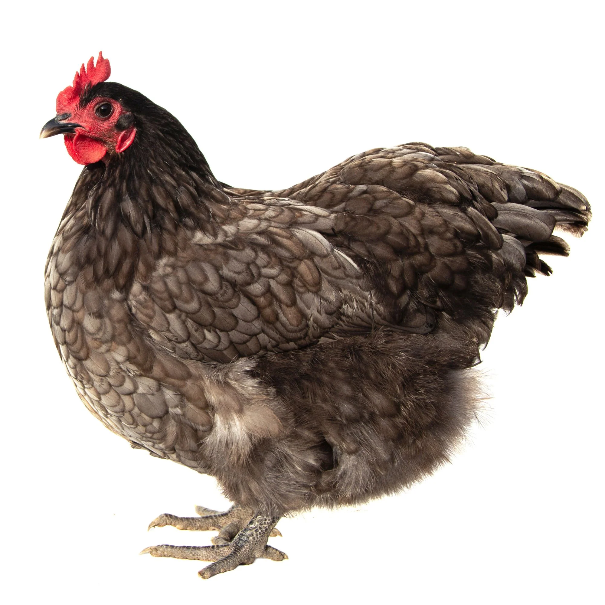 Baby Chicks: Blue/Black/Splash Orpington - Buy Pet Shop