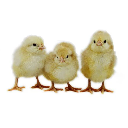 Baby Chicks: Jubilee Orpington - Buy Pet Shop
