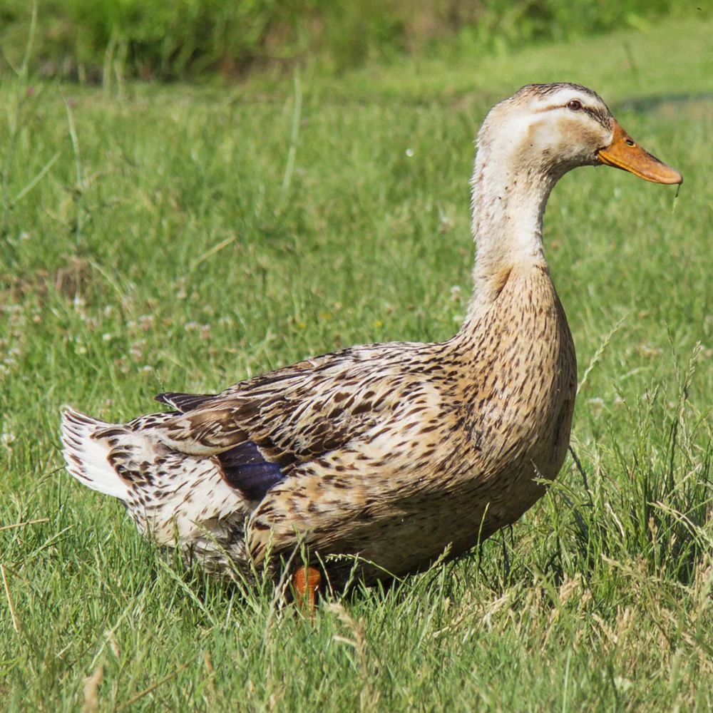 Ducklings: Silver Appleyard - Buy Pet Shop