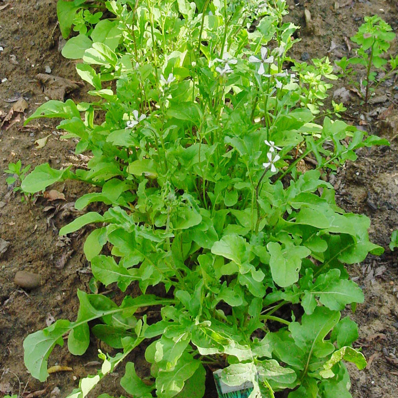 Arugula Greens Seeds (Organic) - Buy Pet Shop