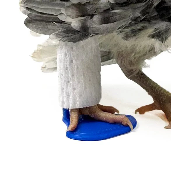 Chicken Splints for Curled Toe, Broken Legs, Broken feet (4 Sizes) - Buy Pet Shop