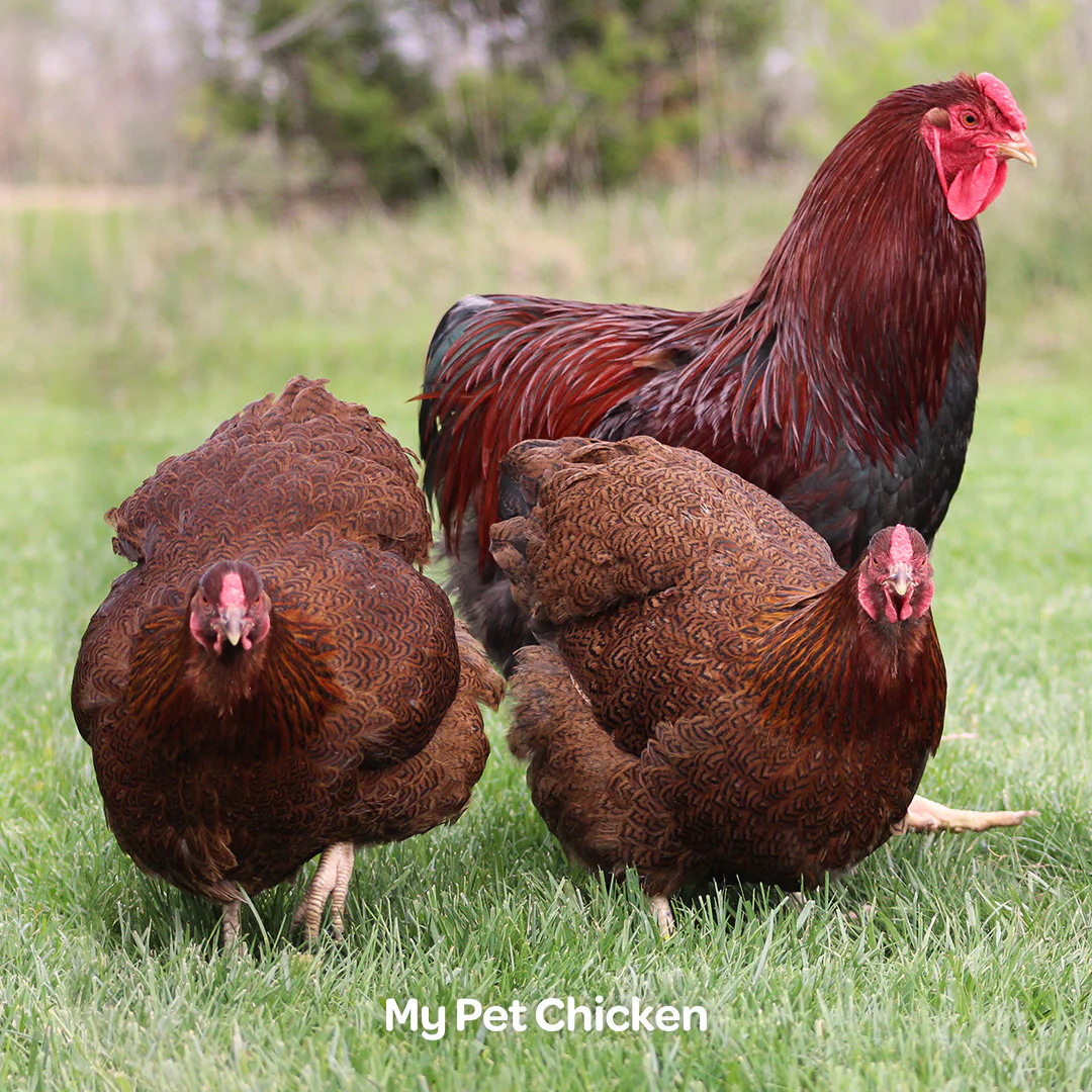 Hatching Eggs: Partridge Wyandotte, Backyard Bunch Location - Buy Pet Shop