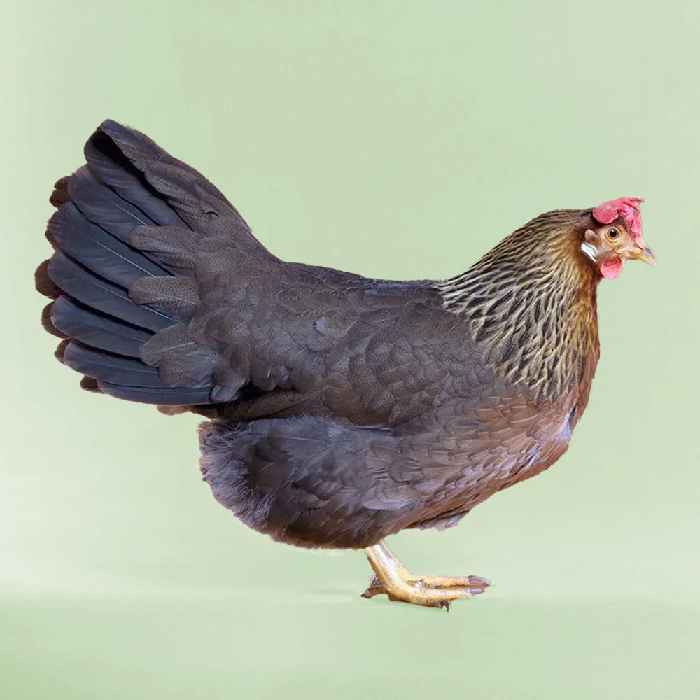 Pullet: Light Brown Leghorn, Shipping Week of - Buy Pet Shop