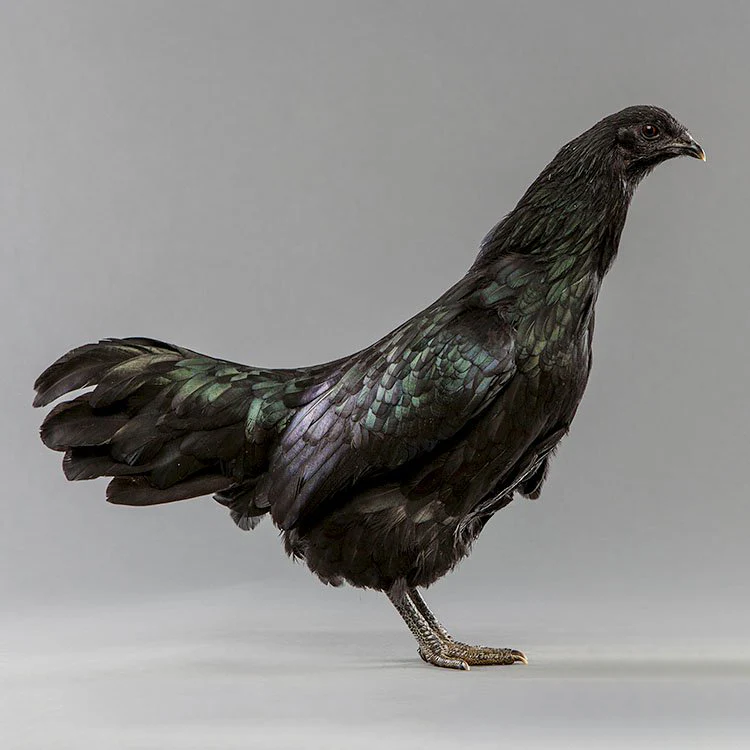 Pullet: Black Sumatra, Shipping Week of - Buy Pet Shop