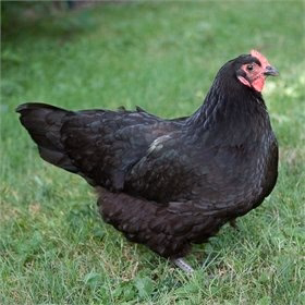 Hatching Eggs: Standard Egg Layer Assortment, Hen Haven Location - Buy Pet Shop