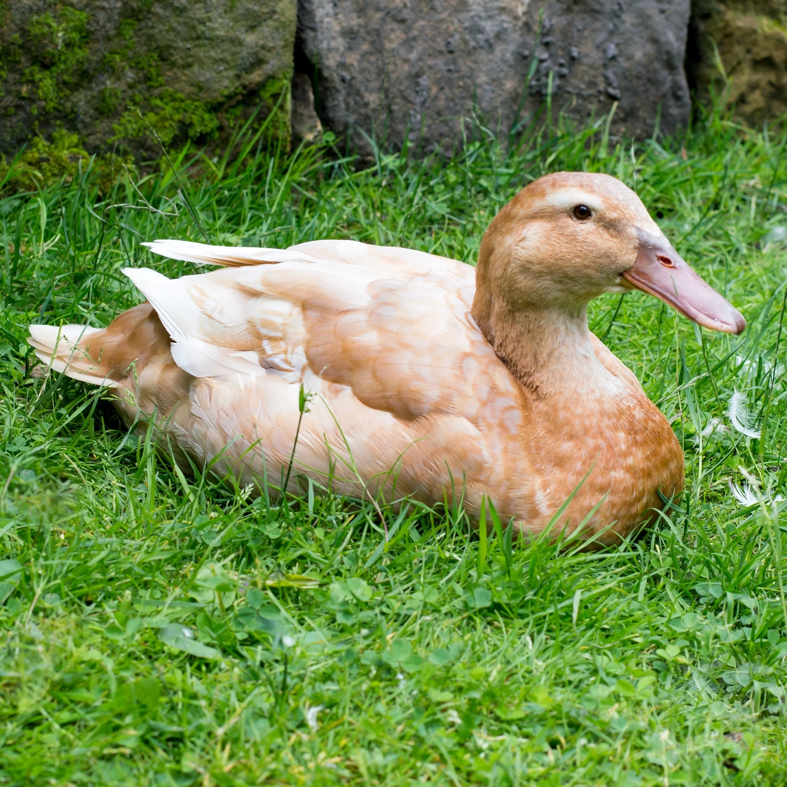 Hatching Eggs: Buff Duck - Buy Pet Shop