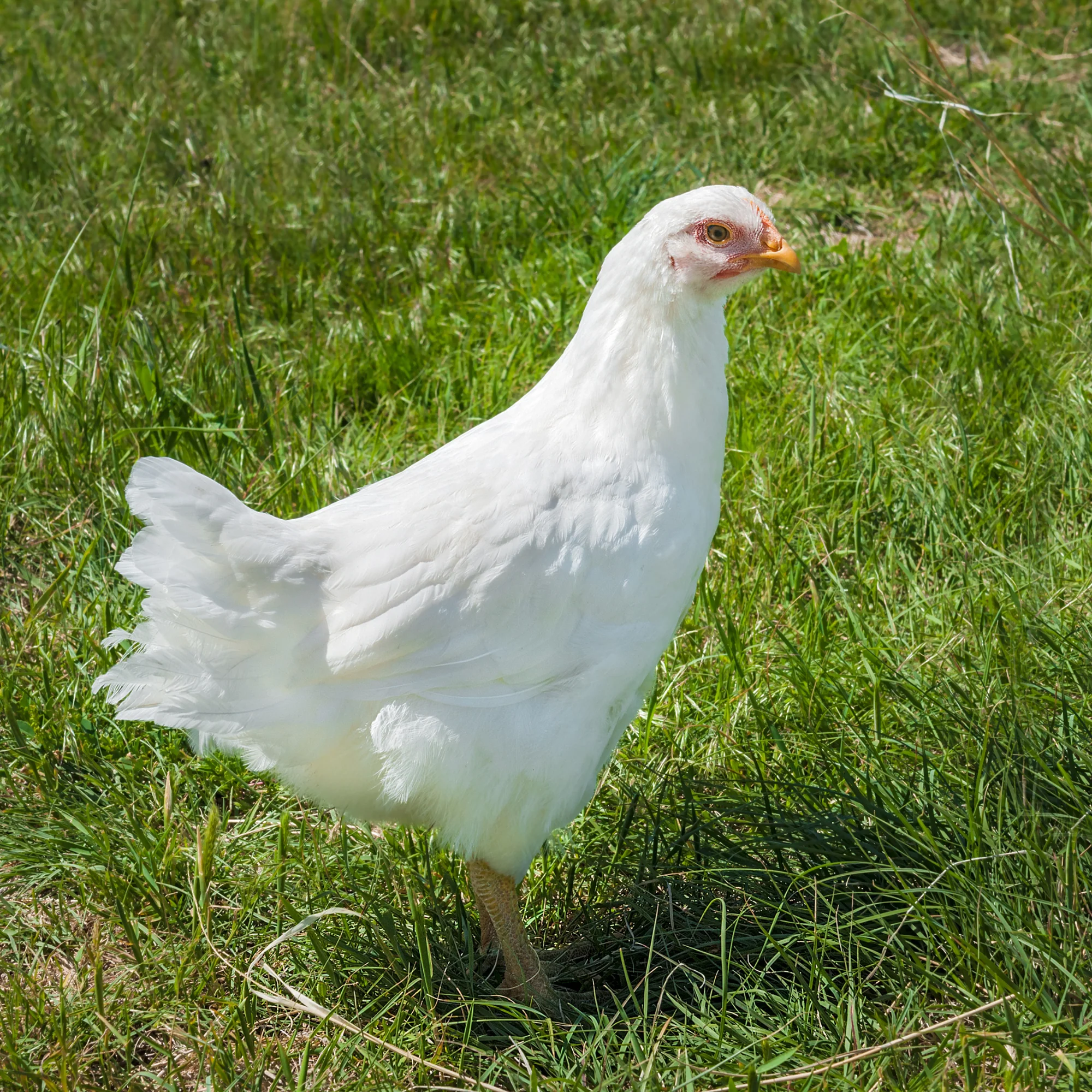 Pullet: White Plymouth Rock, Shipping Week of - Buy Pet Shop