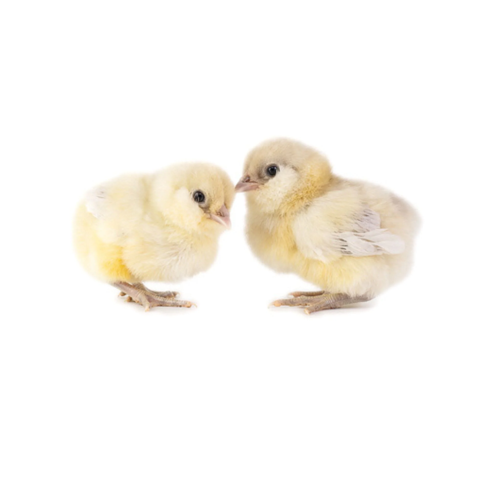 Baby Chicks: Blue Splash Ameraucana - Buy Pet Shop