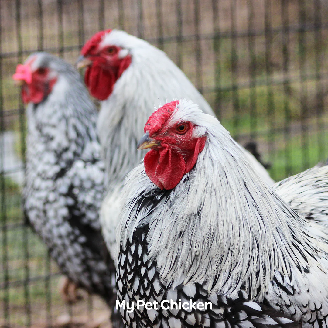 Hatching Eggs: Heritage Silver Laced Wyandotte, Backyard Bunch Location - Buy Pet Shop