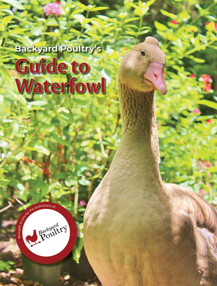 Backyard Poultry's Guide to Waterfowl - Buy Pet Shop