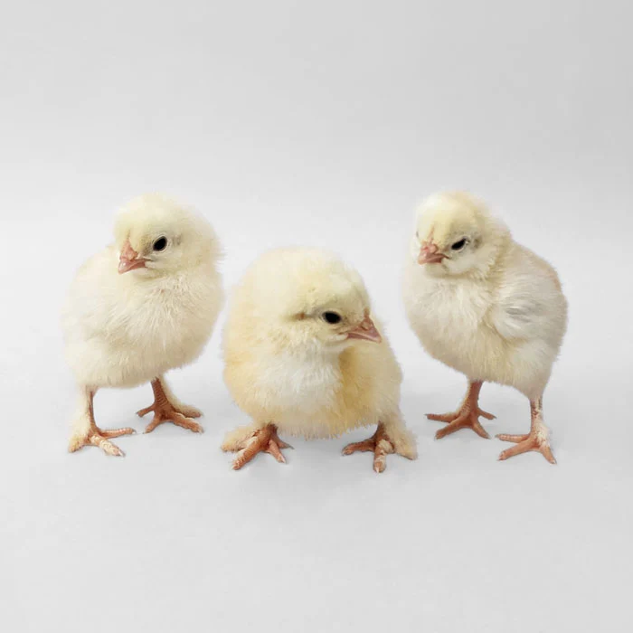 Baby Chicks: Wheaten Marans - Buy Pet Shop