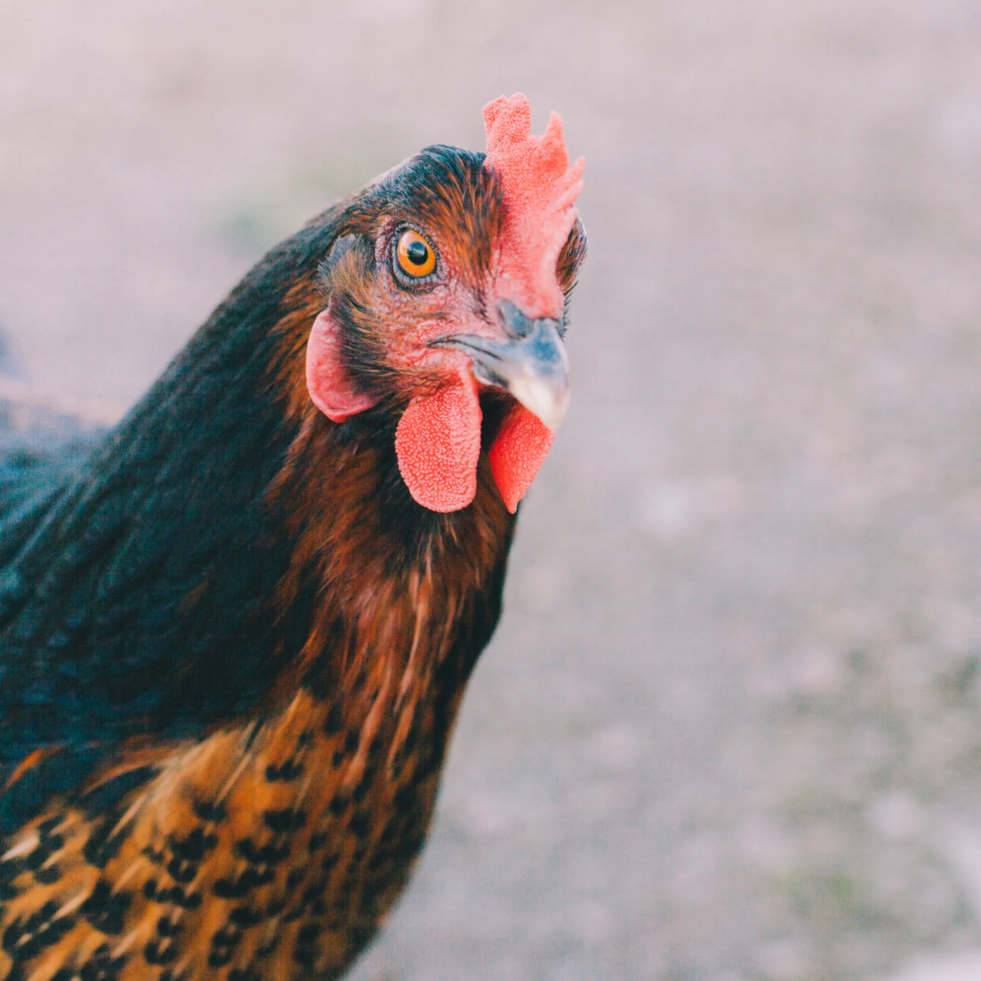 Pullet: Black Sex Link, Shipping Week of - Buy Pet Shop