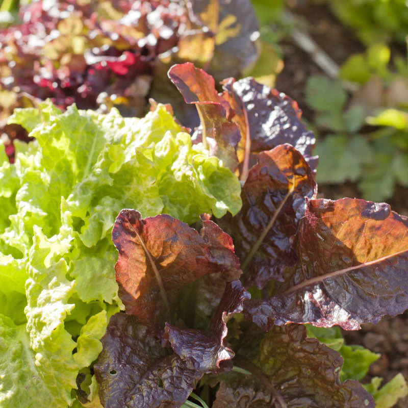 Gourmet Mix Lettuce Seeds (Organic) - Buy Pet Shop