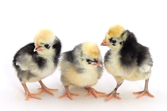 Baby Chicks: White Crested Blue Polish - Buy Pet Shop