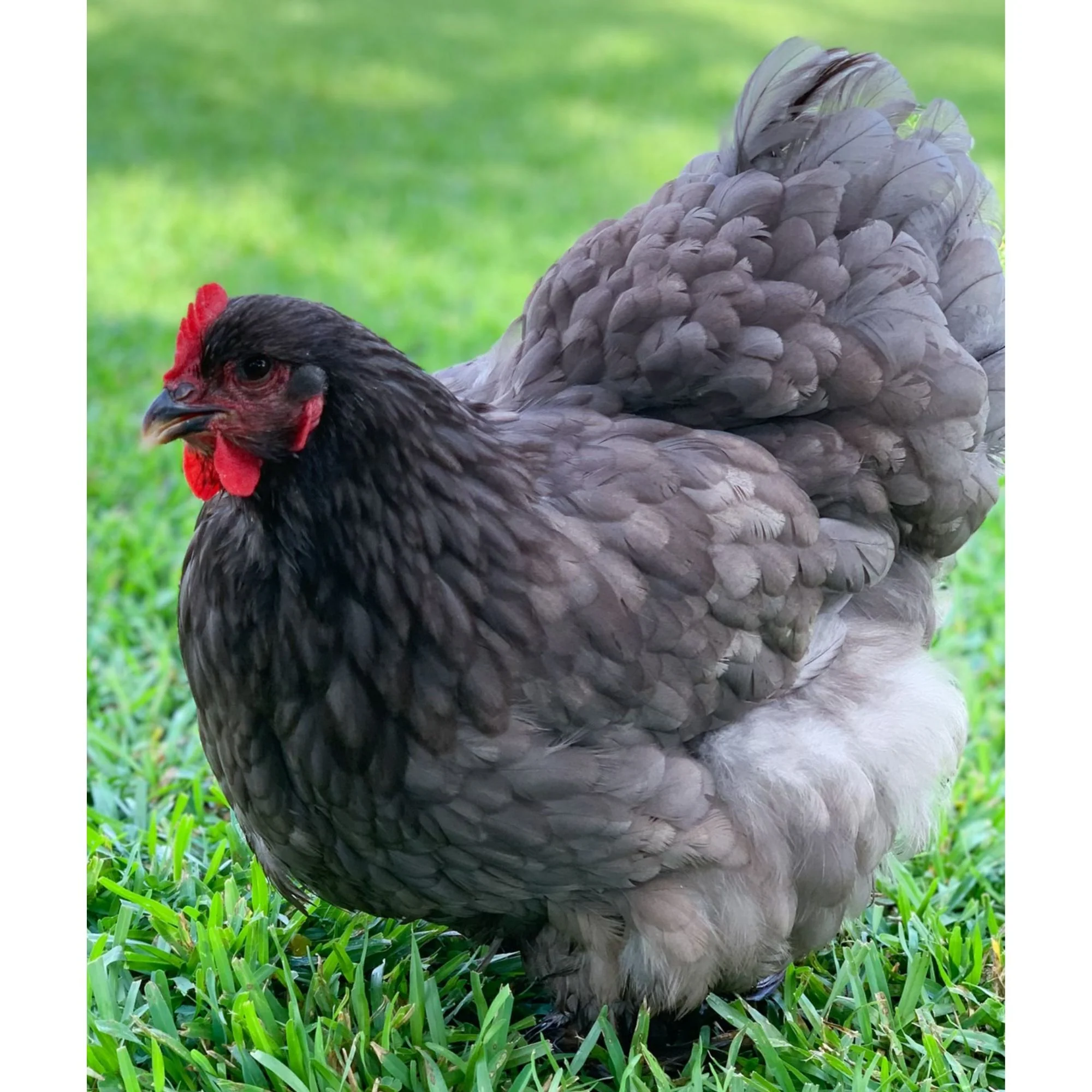 Pullet: Blue/Black/Splash Cochin - Buy Pet Shop