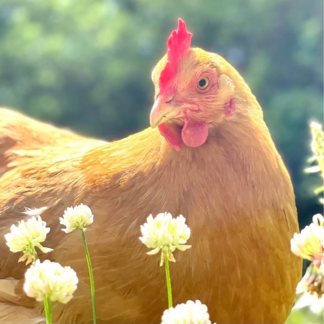 Baby Chicks: Buff Orpington - Buy Pet Shop