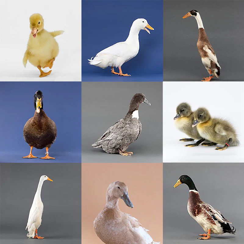 Mystery Duckling from Our Assortment - Buy Pet Shop