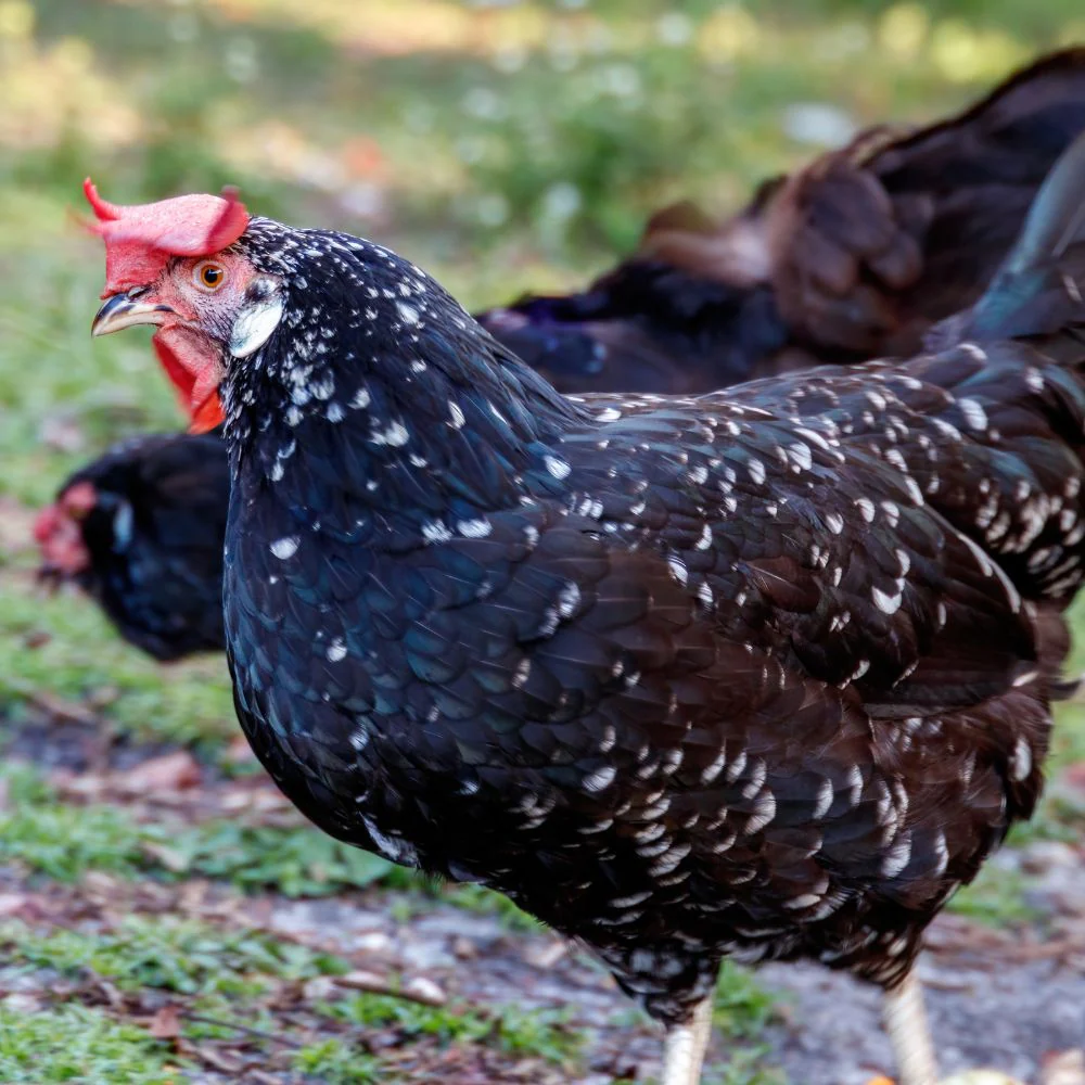 Pullet: Ancona, Shipping Week of - Buy Pet Shop