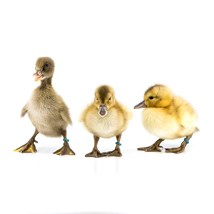Ducklings: Golden 300 Hybrid Layer Duck - Buy Pet Shop