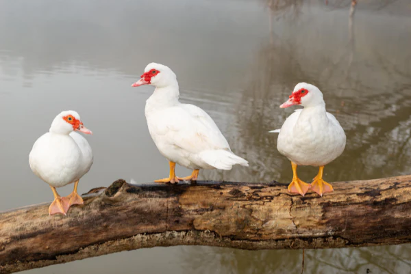 Ducklings: White Muscovy - Buy Pet Shop