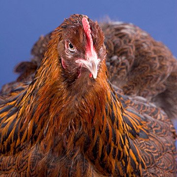 Baby Chicks: Partridge Cochin - Buy Pet Shop