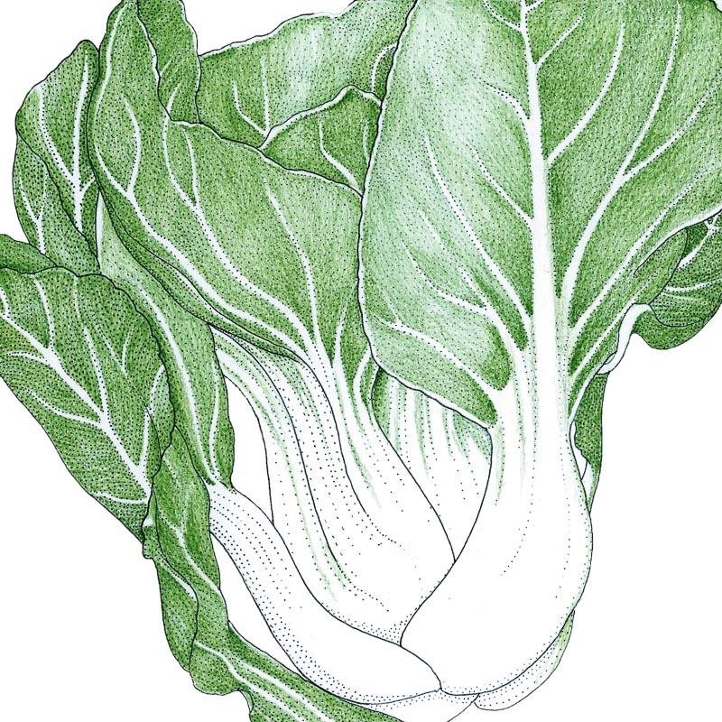 Pak Choi  Baby Shanghai Greens Seeds (Organic) - Buy Pet Shop