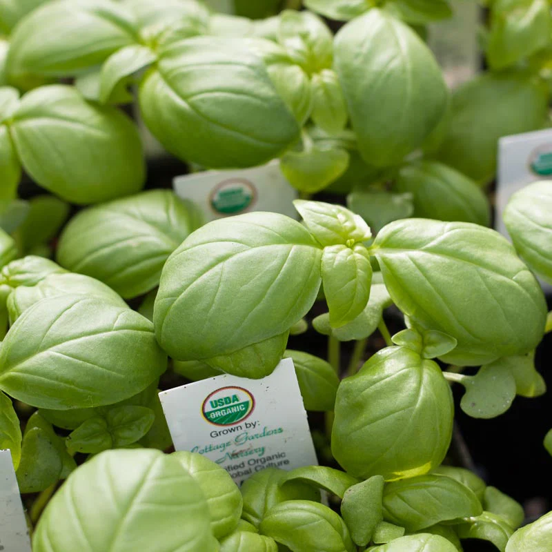 Genovese Basil Seeds (Organic) - Buy Pet Shop