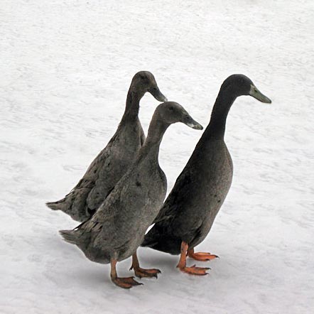 Ducklings: Blue Runner - Buy Pet Shop