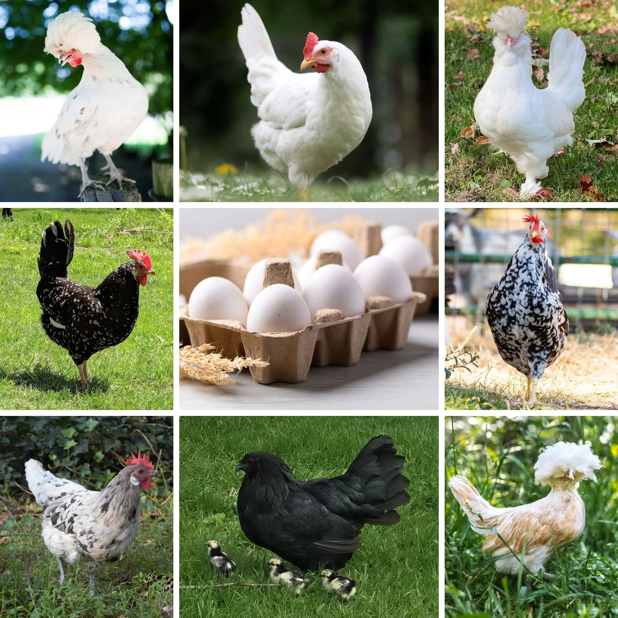 Mystery Chick from Our White Egg Layer Assortment - Buy Pet Shop