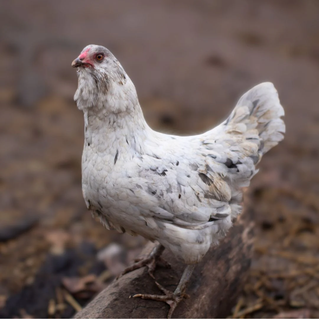 Pullet: Blue Splash Ameraucana, Shipping Week of - Buy Pet Shop