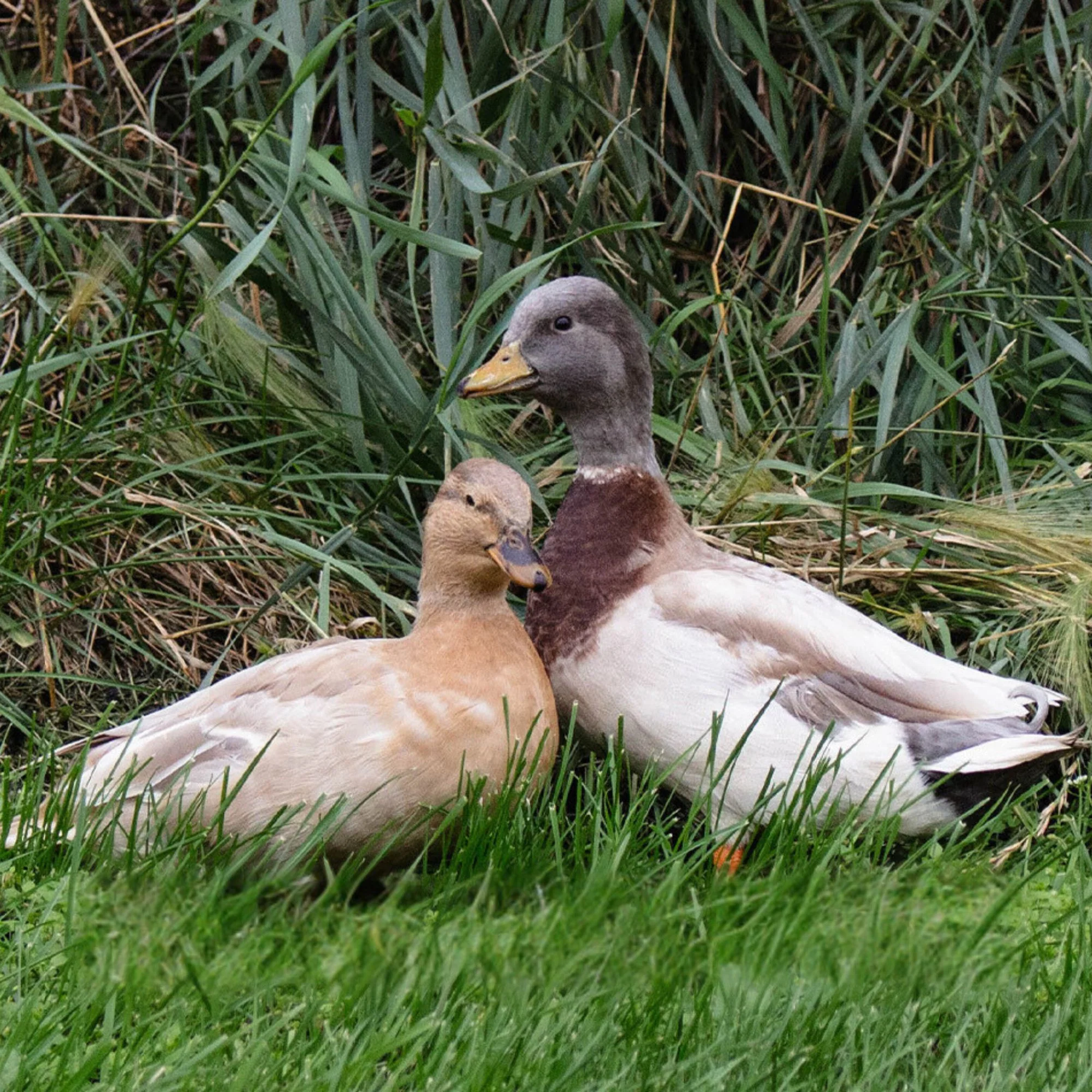 Hatching Eggs: Assorted Call Duck - Buy Pet Shop