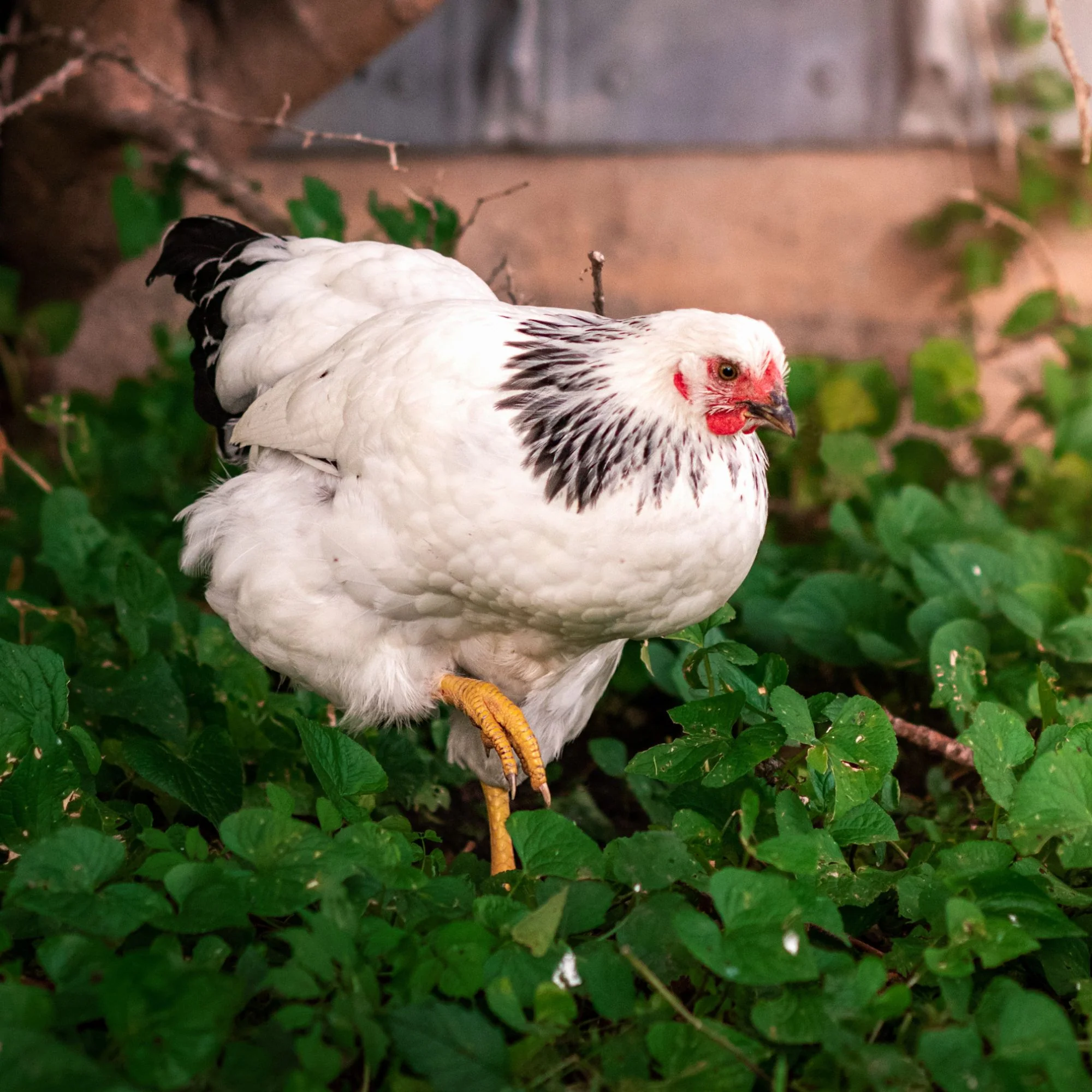 Pullet: Columbian Wyandotte, Shipping Week of - Buy Pet Shop