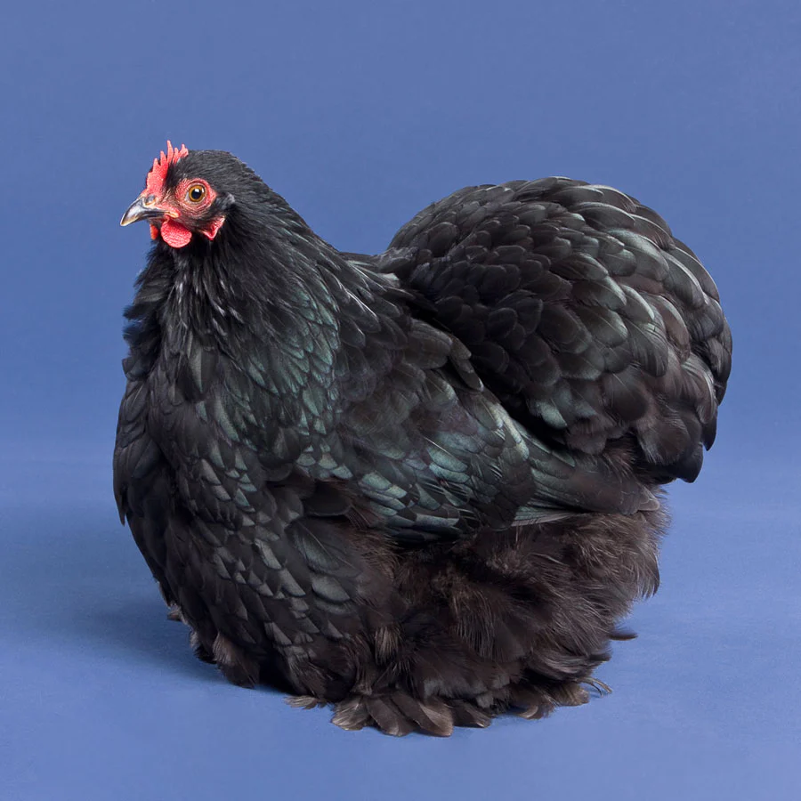 Pullet: Black Cochin Bantam, Shipping Week of - Buy Pet Shop