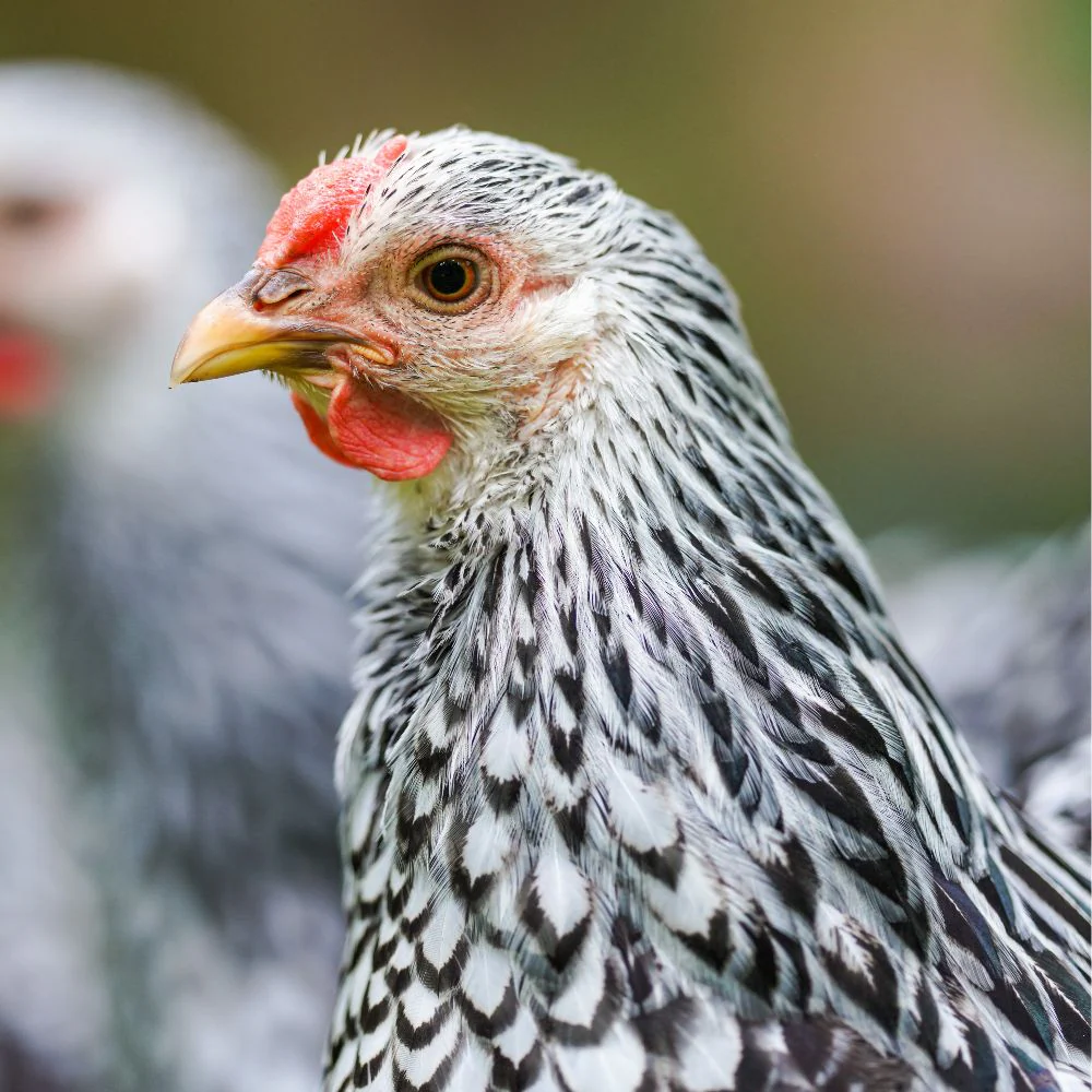 Baby Chicks: Silver Laced Wyandotte - Buy Pet Shop