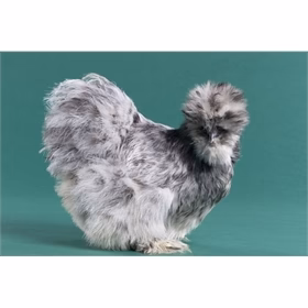 Baby Chicks: Splash Silkies - Buy Pet Shop