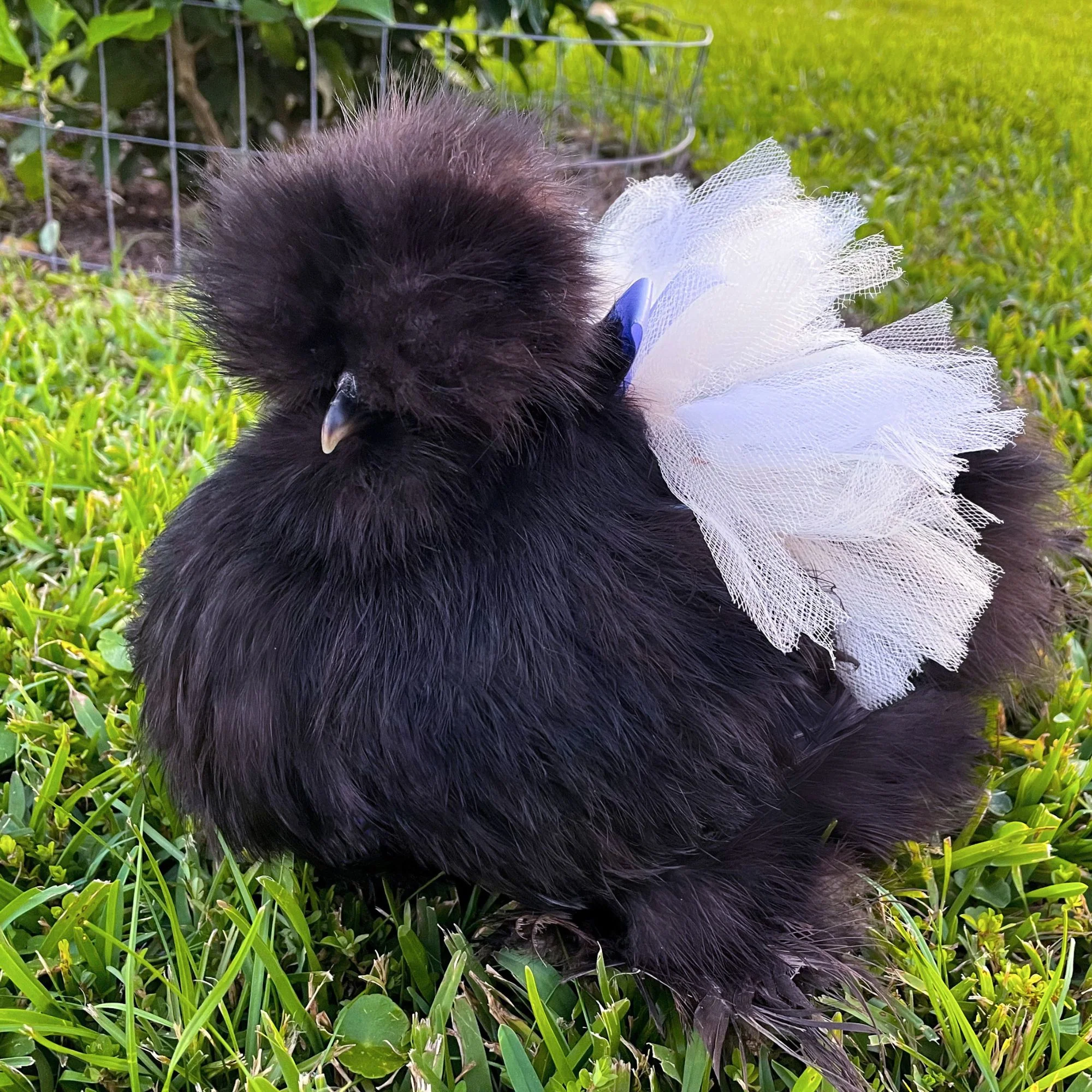 Chicken Tutu (So many colors & sizes!) - Buy Pet Shop