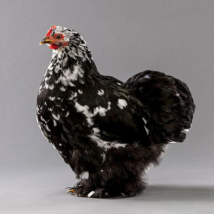 Pullet: Bantam Mottled Cochin, Shipping Week of - Buy Pet Shop