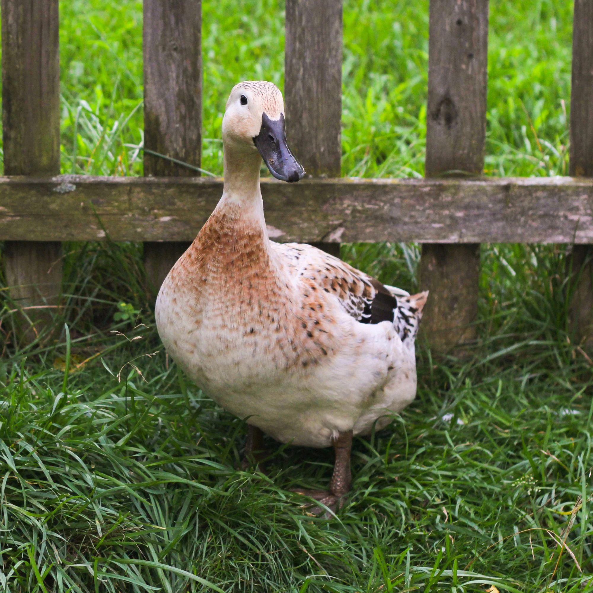 Ducklings: Welsh Harlequin - Buy Pet Shop