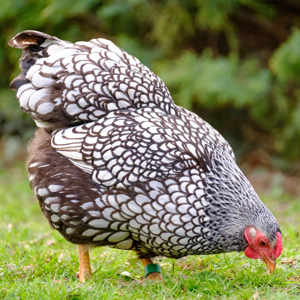 Pullet: Silver Laced Wyandotte, Shipping Week of - Buy Pet Shop