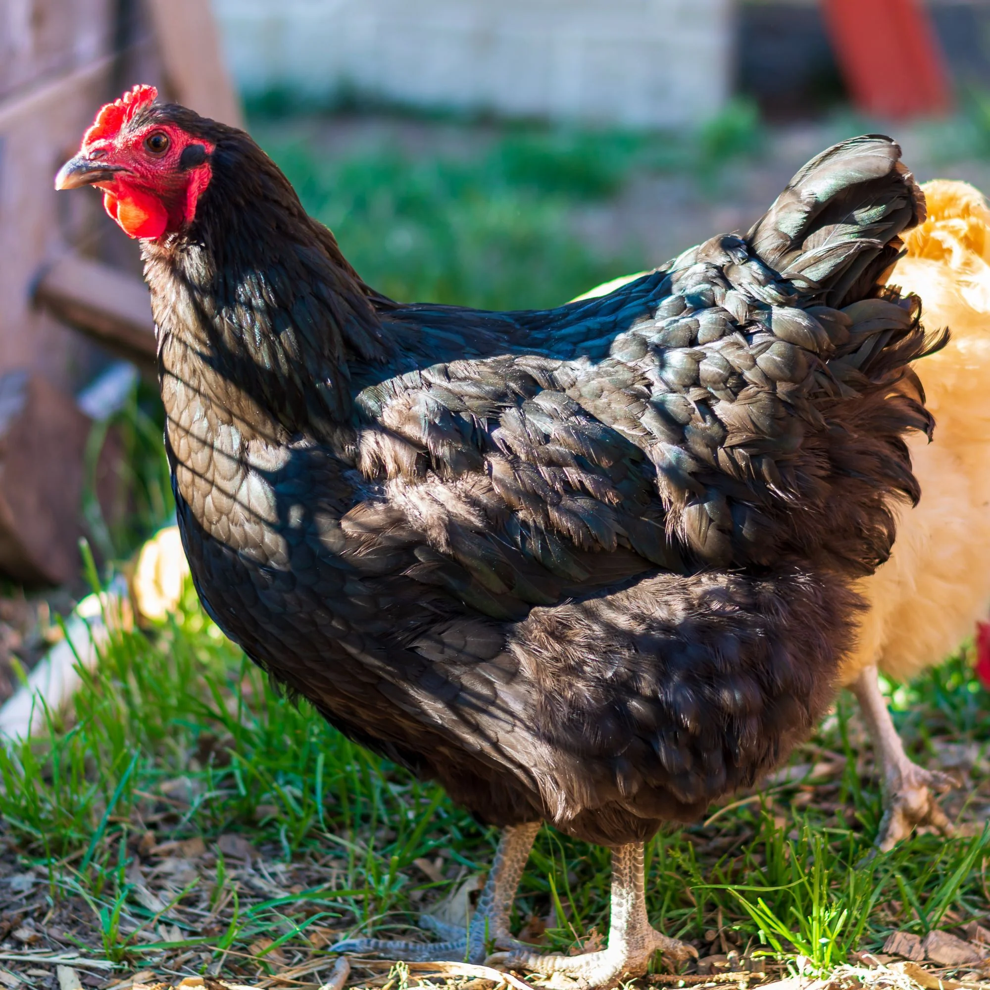 Pullet: Black Jersey Giant, Shipping Week of - Buy Pet Shop