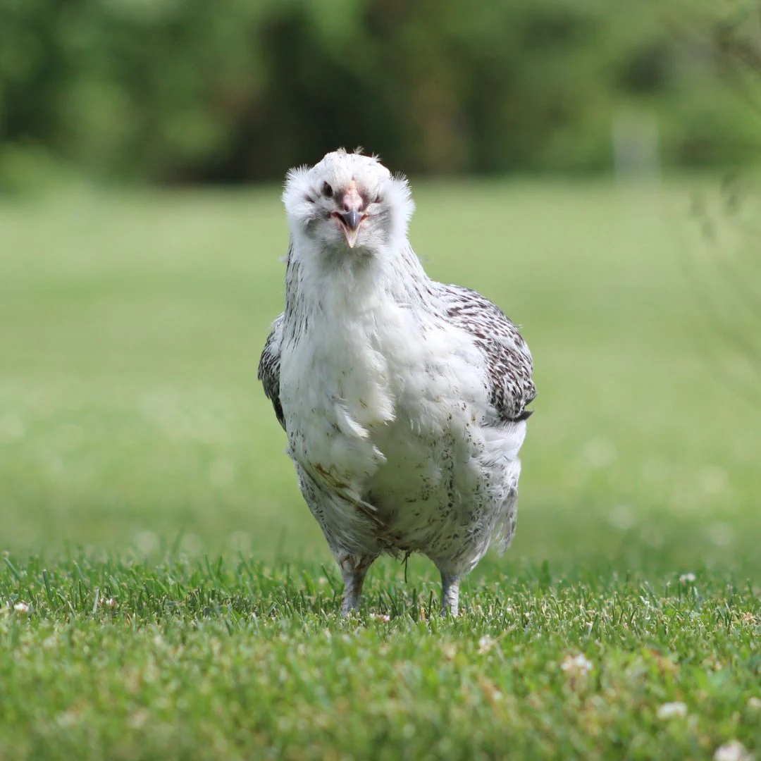 Pullet: Bantam Green Queen Easter Egger, Shipping Week of - Buy Pet Shop