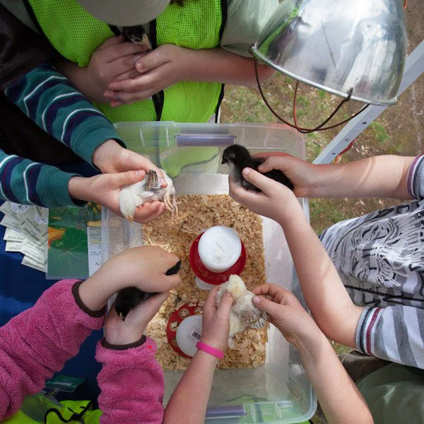 Hatching Eggs: Eggs for Education - Buy Pet Shop