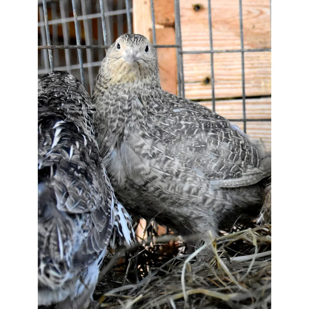 Hatching-Eggs: Coturnix Quail, Hen Haven Location - Buy Pet Shop