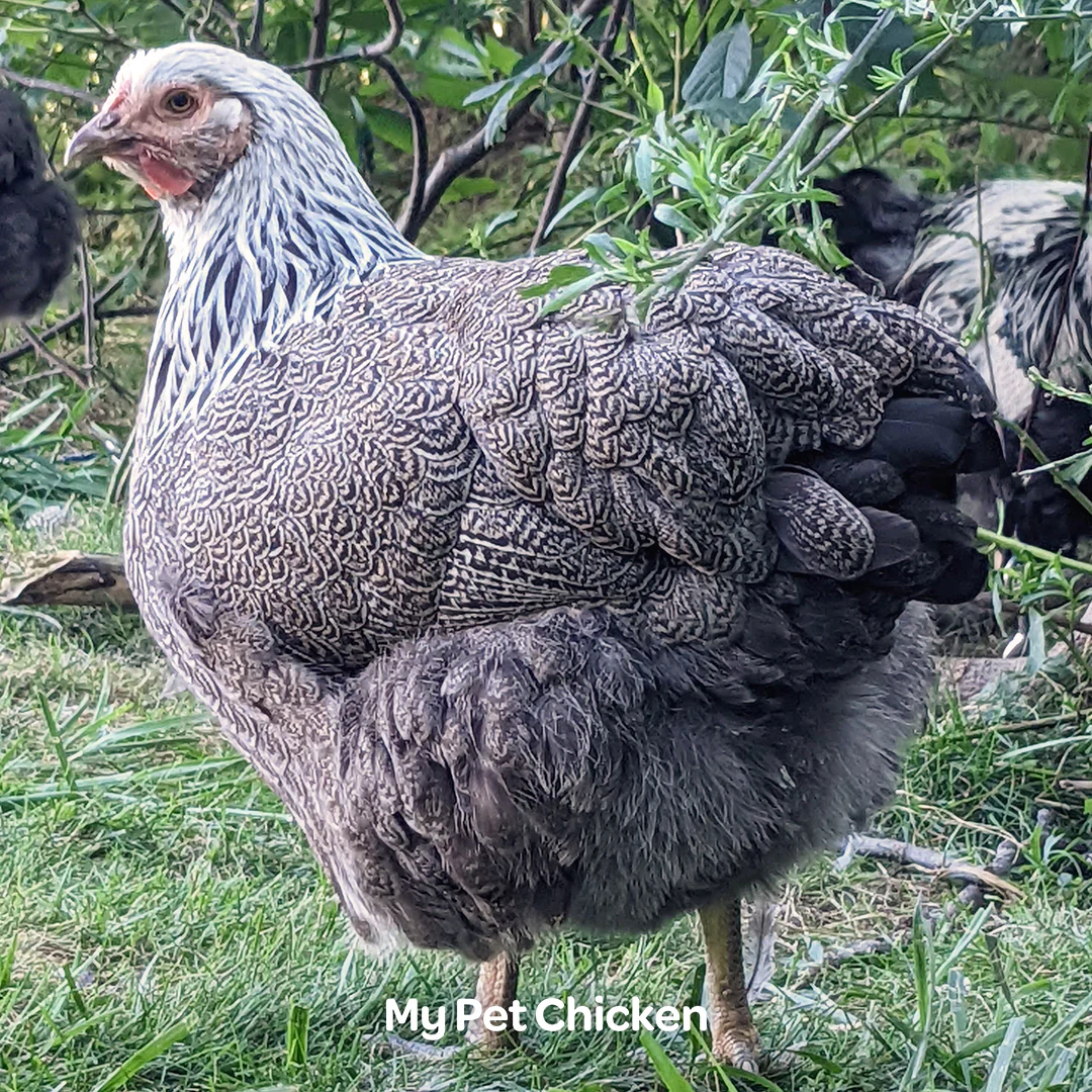 Hatching Eggs: Silver Penciled Wyandotte, Backyard Bunch Location - Buy Pet Shop